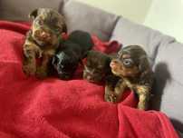Yorkshire Terrier czekoladowa dziewczynka
