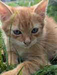 Котик, кошеня, котики, киця