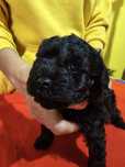 Pudel mini / toy czarny piesek  FCI ZkwP