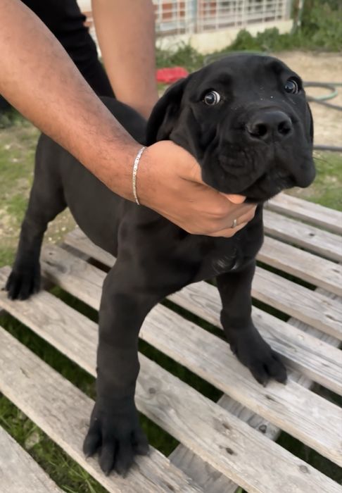 Cane Corso Italiano