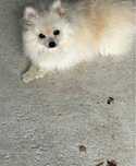 Spitz alemao lindo menino