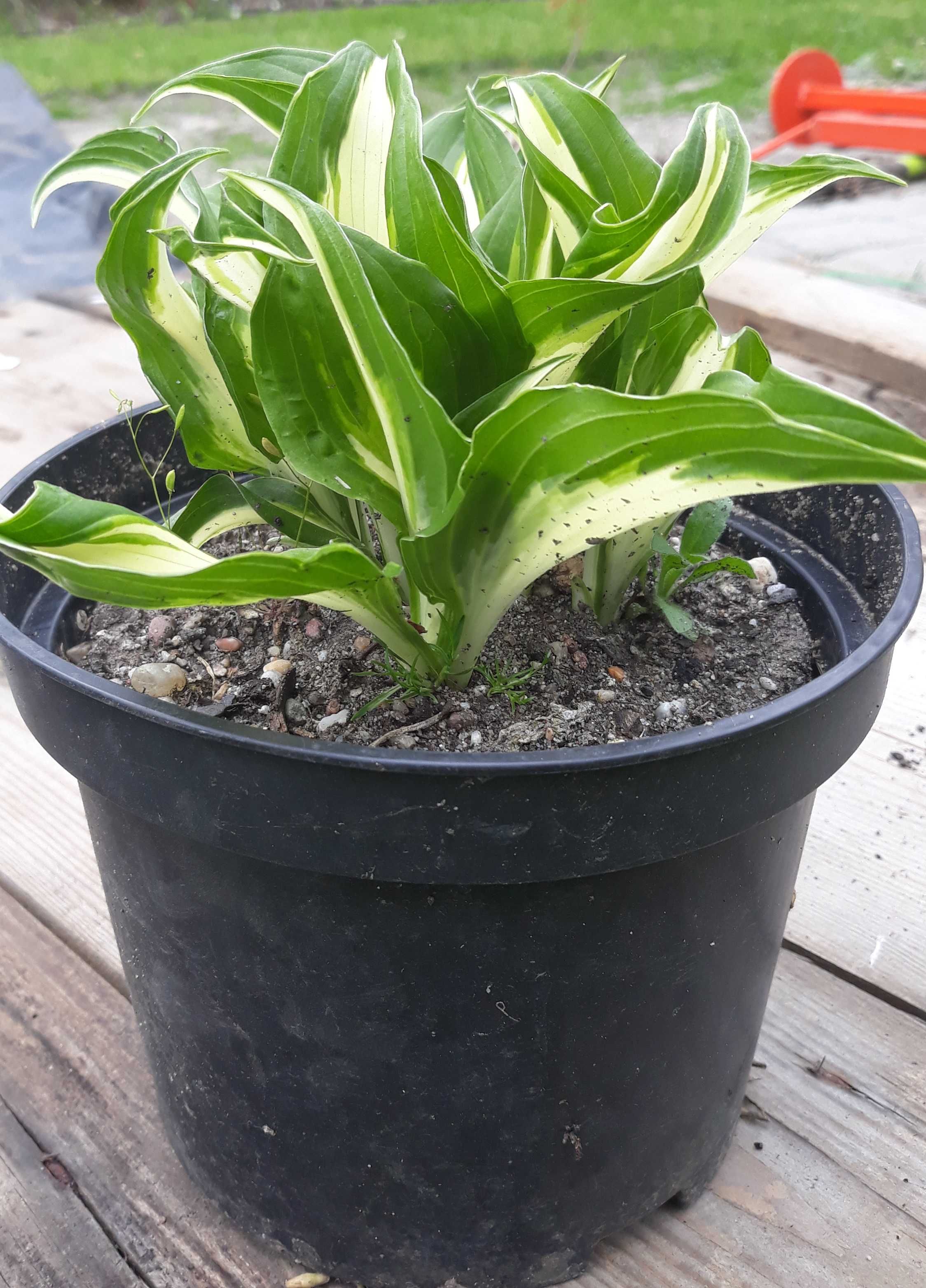 Funkia falista 'Mediovariegata' Hosta undulata