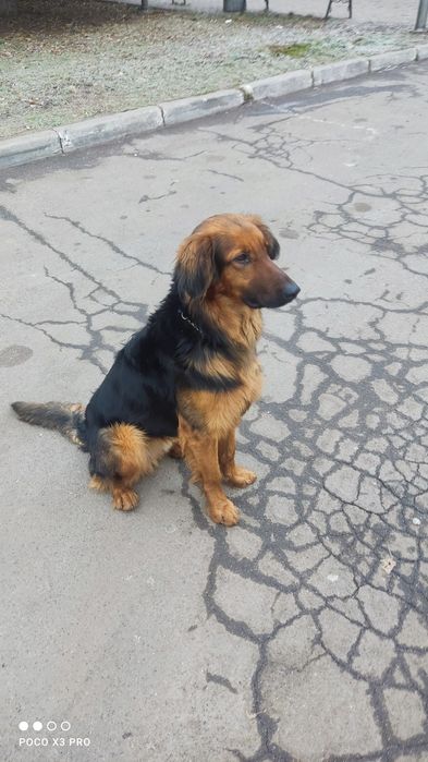 Срочно отдам собаку в добрейшие руки