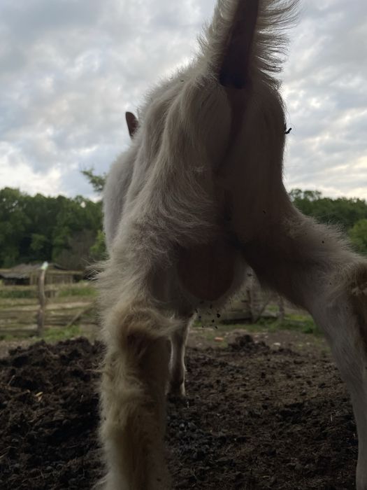 Чистокровний Зааненський козлик, козел