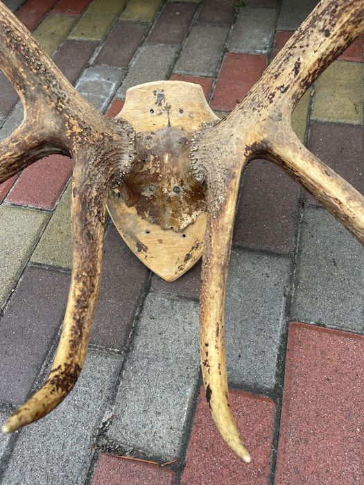 Колекційні шикарні роги благородного оленя трофей