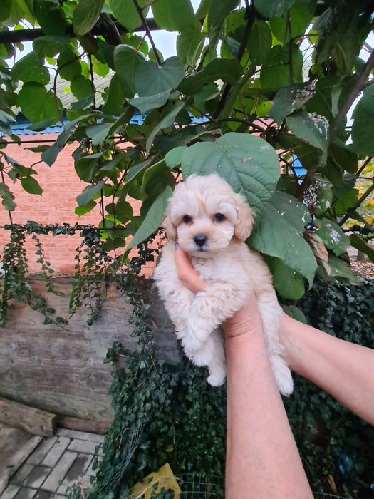 Мальтіпу хлопчик мальтіпу