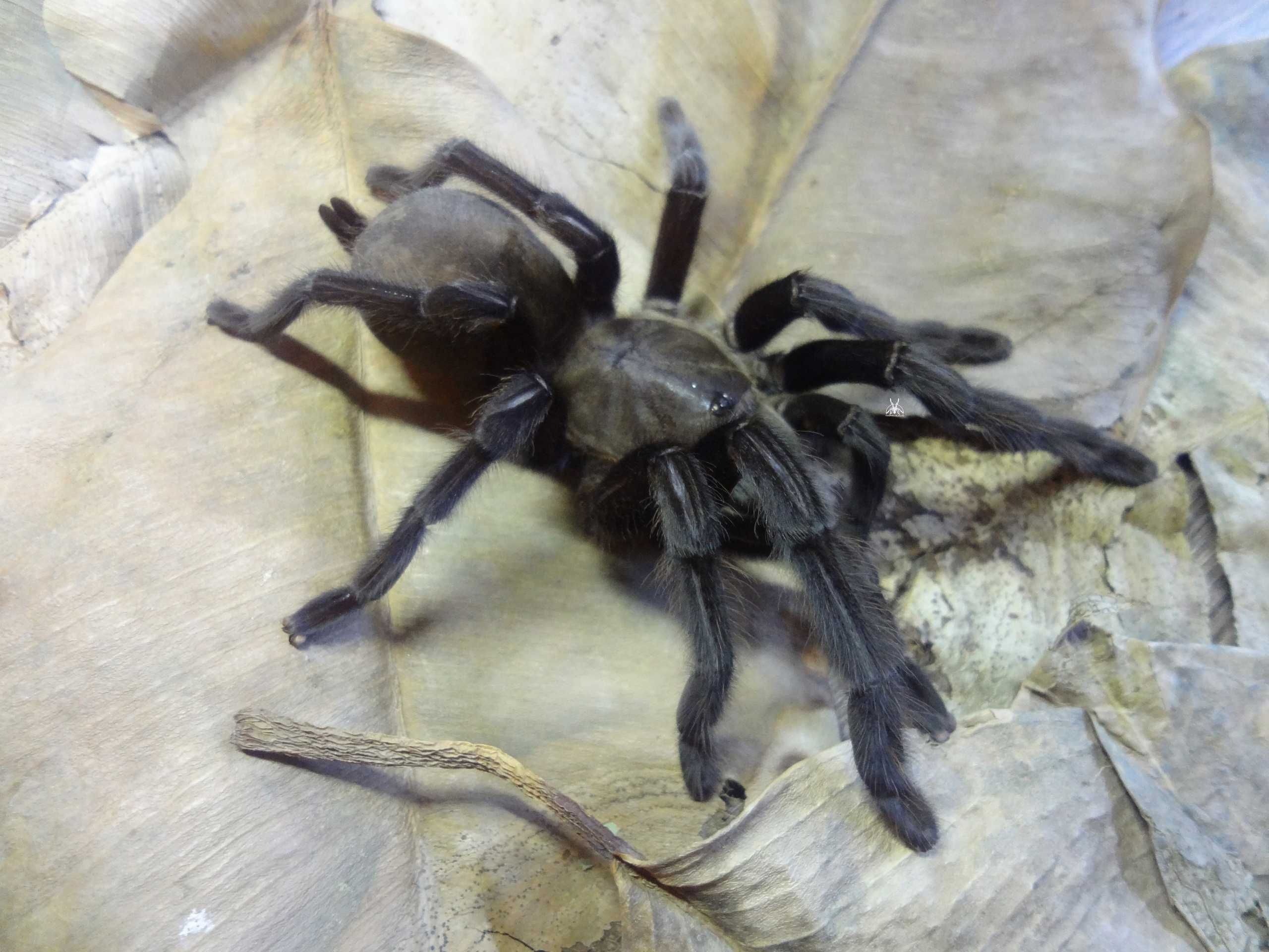 Паук Chilobrachys sp. Kaeng Krachan, самка