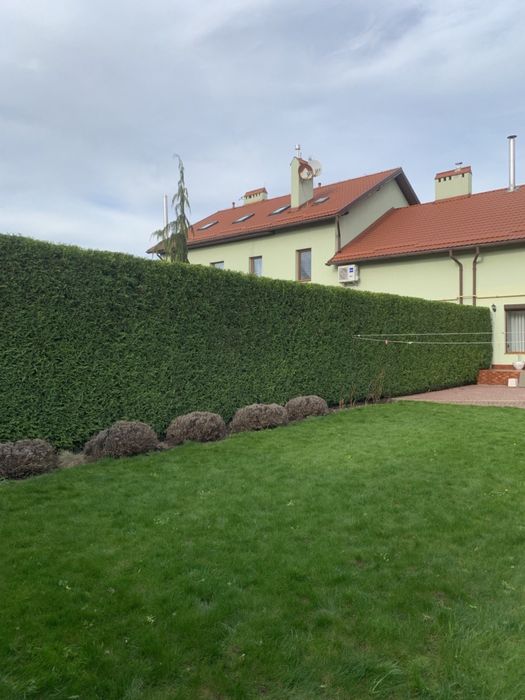 Стрижка туй, живоплоту. Чистка території,обрізка дерев,догляд за садом