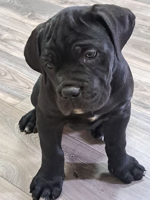 Cane Corso PIESEK