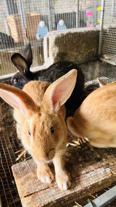Vendo Coelhos machos e fêmeas