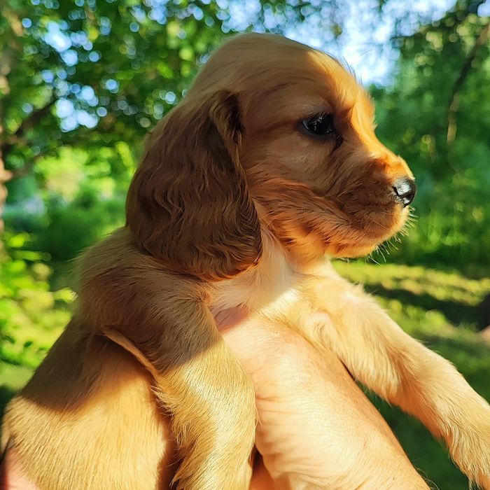 Цуценята породи Спаніель хлопчики і дівчатка чистокровні здорові