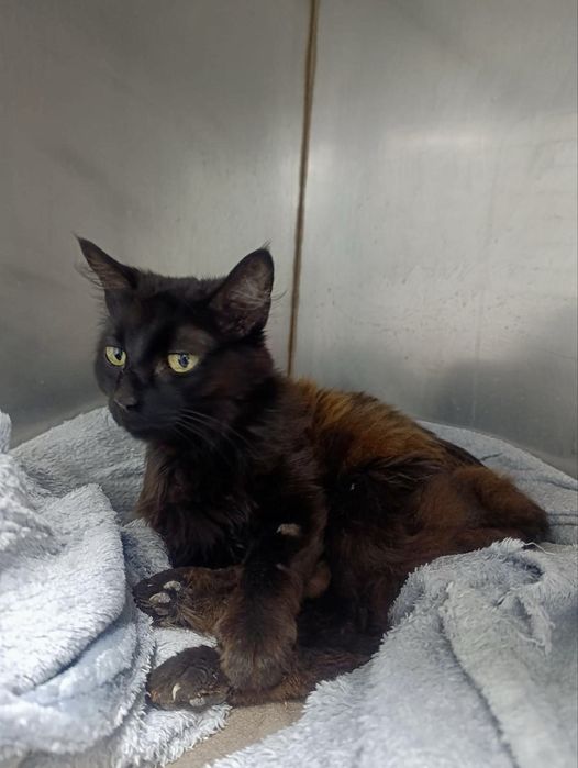 Gata para adoção responsável