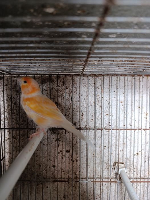 Vendo canário macho