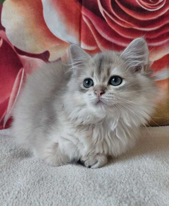 Шотландский длинношерстный котик в окрасе голубое золото ау11