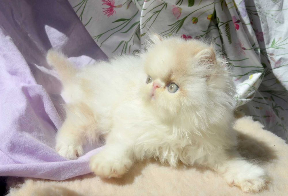 Kocurek perski - kremowy z białym - dostępny