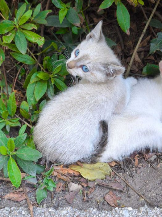 Gatinho para adoção
