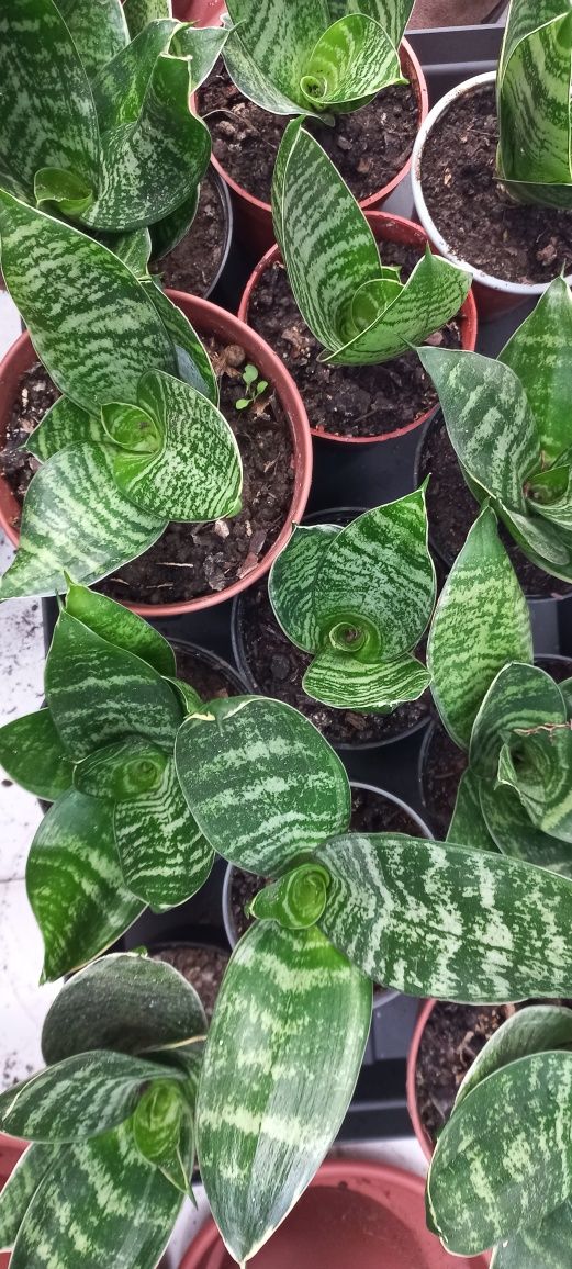 Planta Sansiveria mini