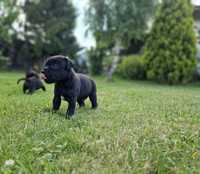 Staffordshire Bull Terrier