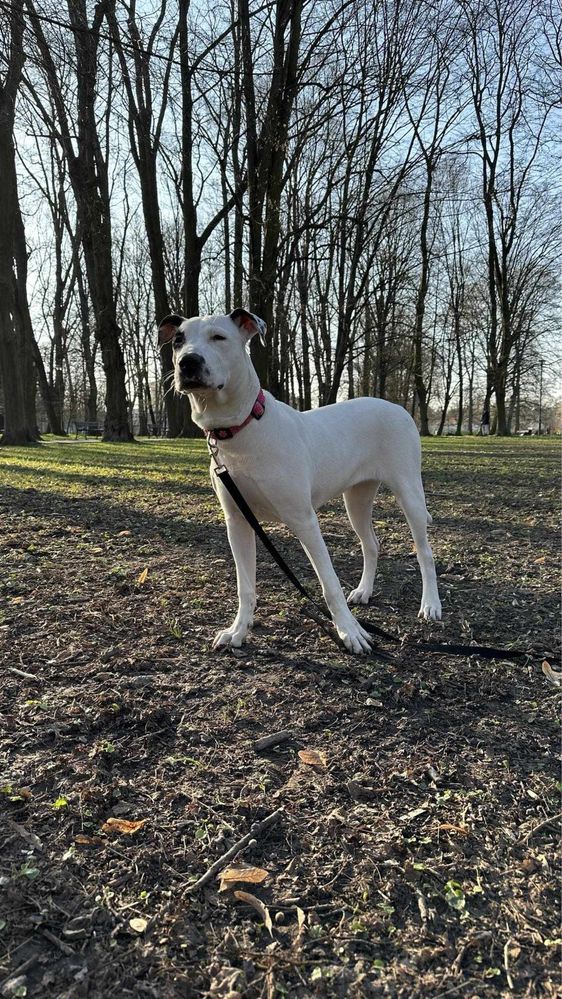 8- miesięczna Kira rasy Amstaff szuka domku