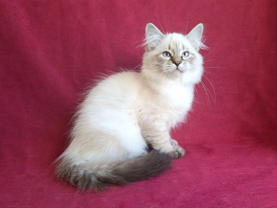 Гарна клубна сибірська дівчинка