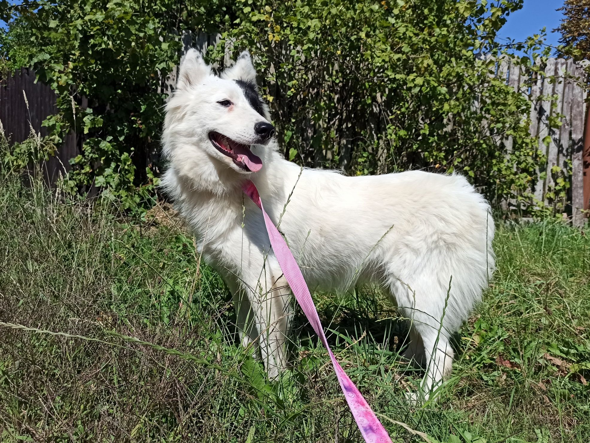 Lajka jakucka FCI ZKwP yakutian laika husky samiec chłopak