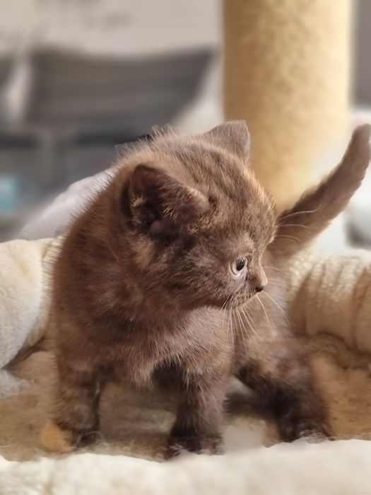 Kocięta dziewczynka krótko włosem do rezerwacji