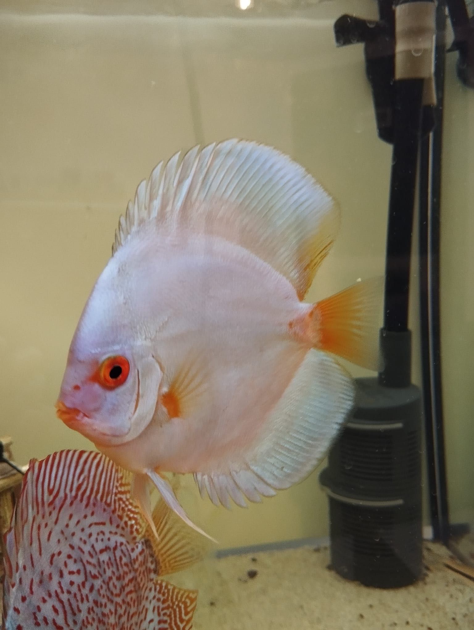 Discus azul diamante