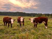 Jałówki Hereford – hodowlane, roczne, pod oceną!