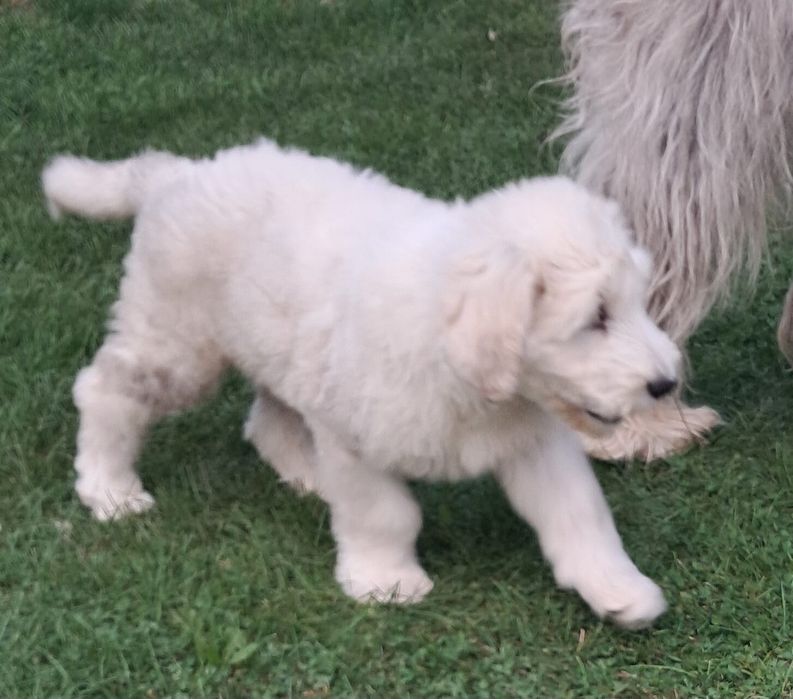 Owczarek Południoworosyjski Jużak