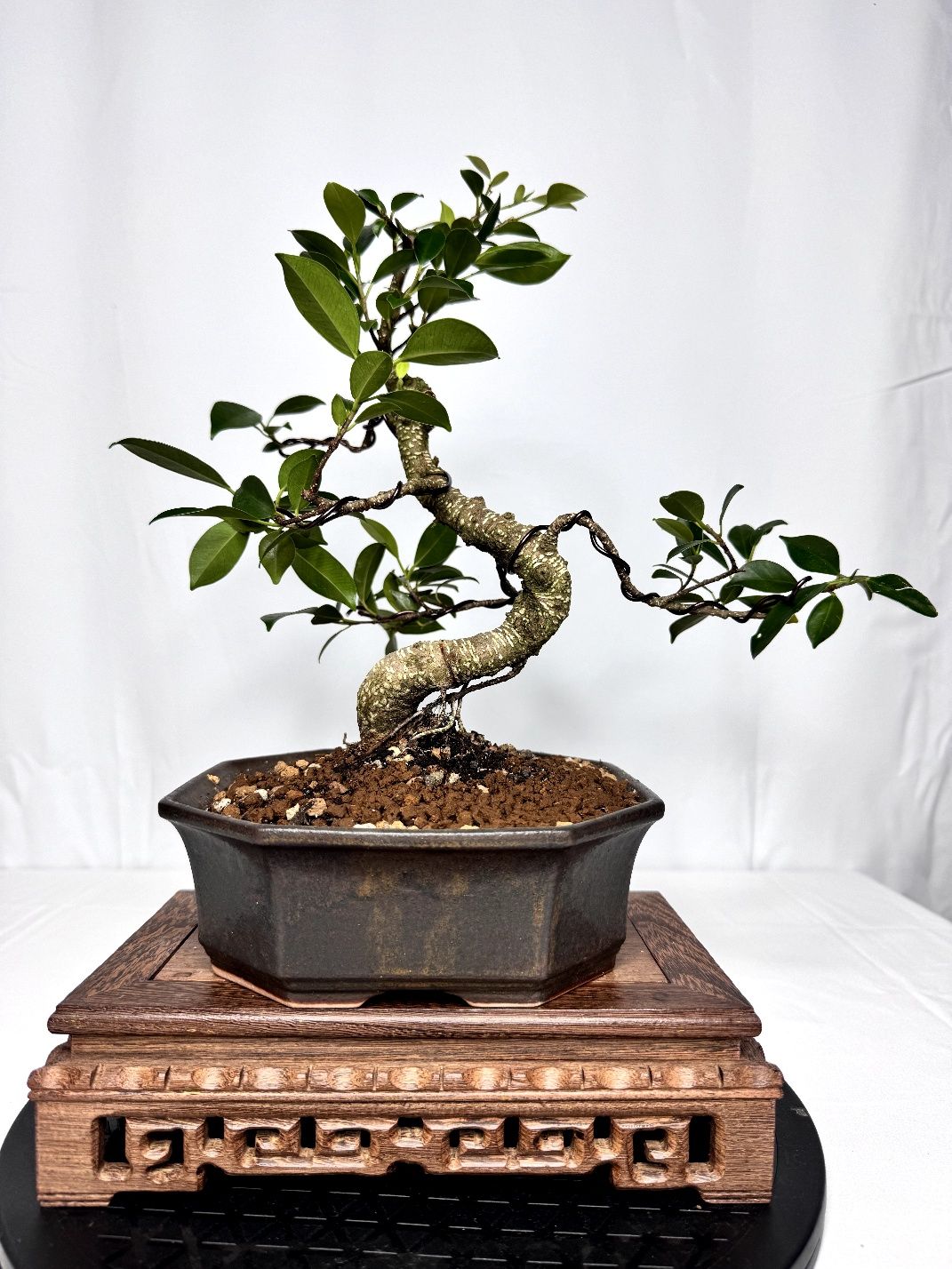 Bonsai ficus retusa