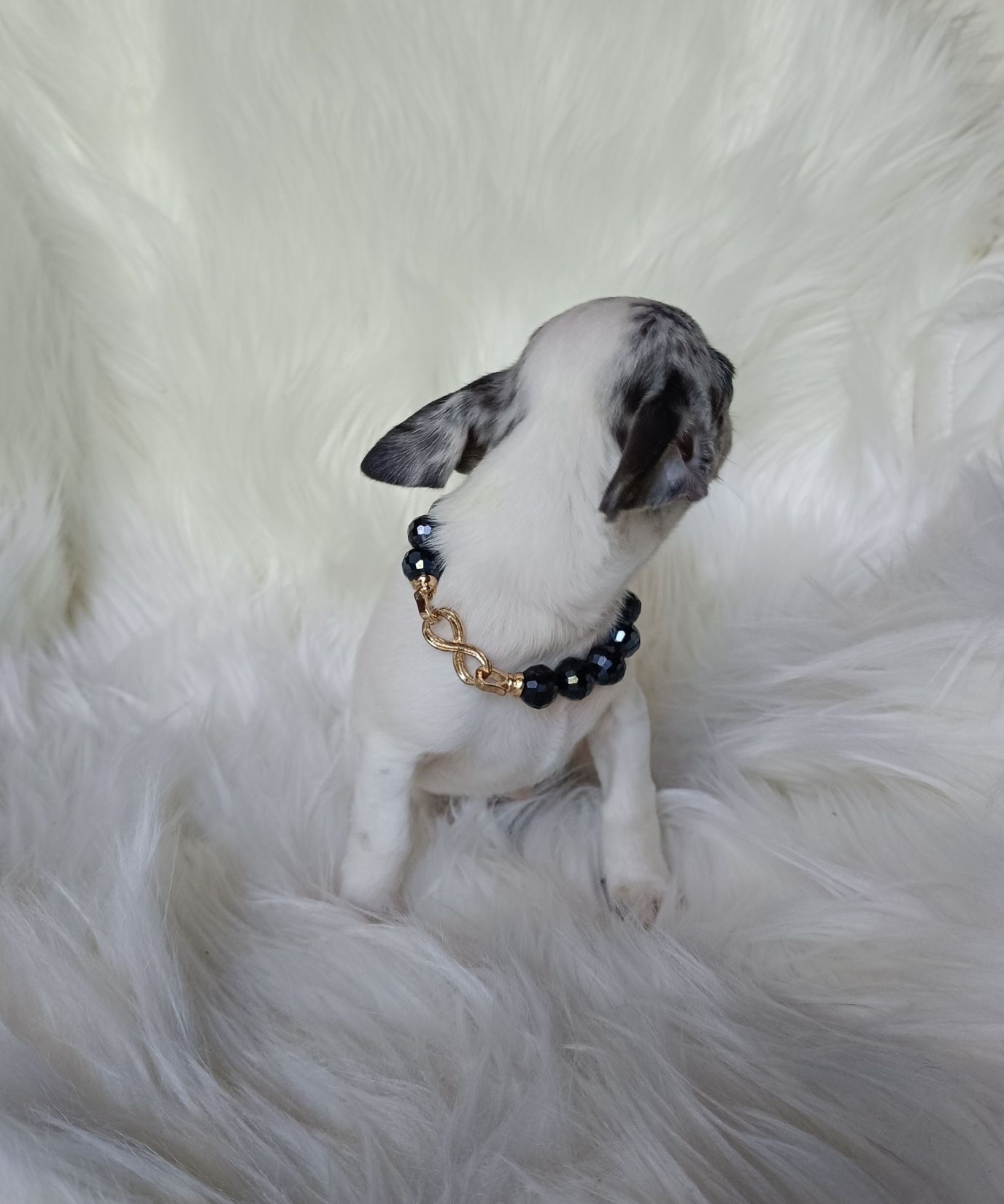 Chihuahua piesek white and merle