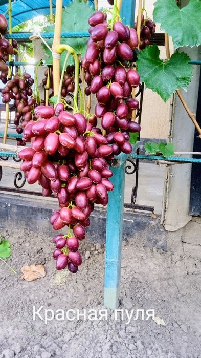 Черенки винограда