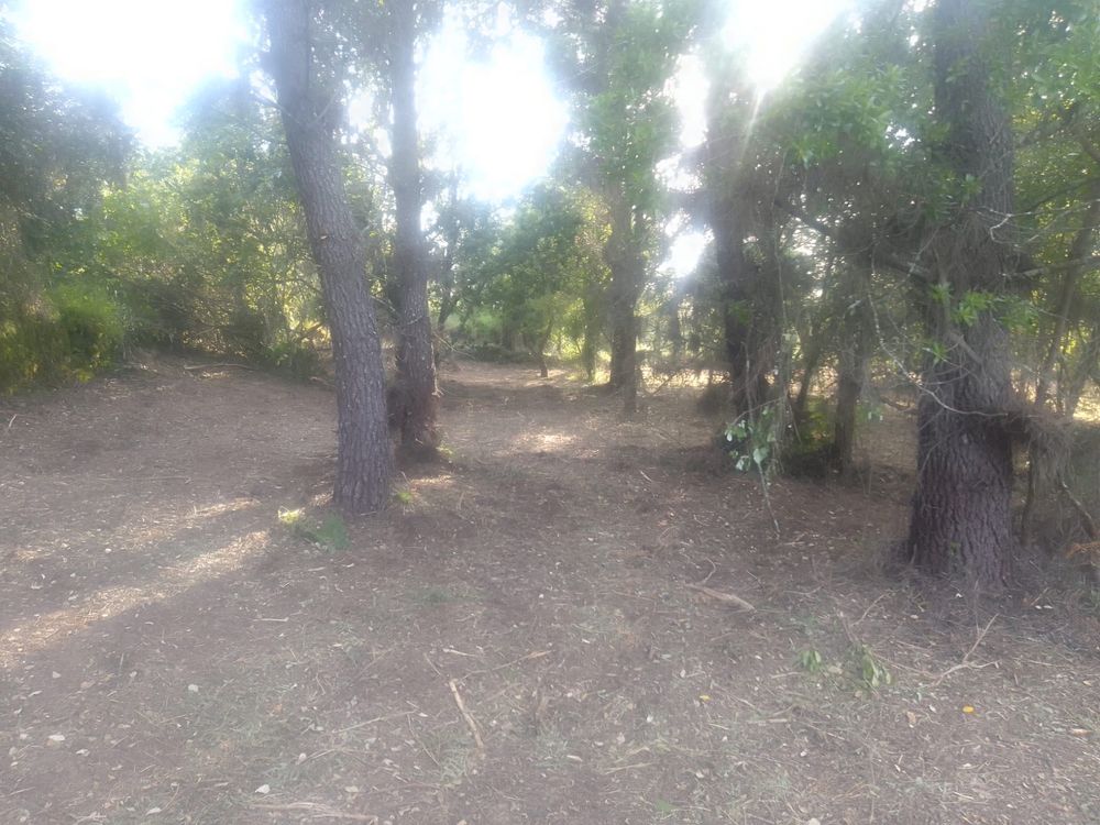 Terreno Rústico com 2.480 m² à Venda – Ferreira do Zêzere