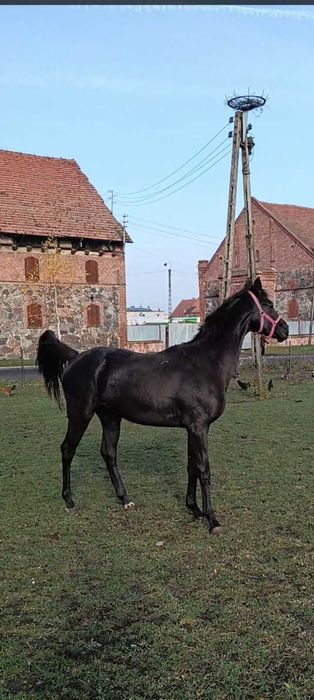 Kara klacz kwpn Freelance x Wynton x Krack c