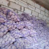 Sprzedam ziemniaki jadalne  bellarosa