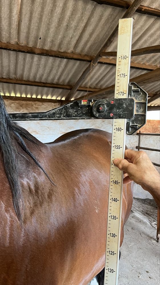 Cavalo Puro Sangue Lusitano