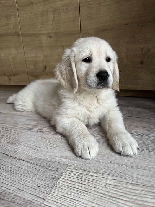 Golden Retriever piękny piesek gotowy do odbioru