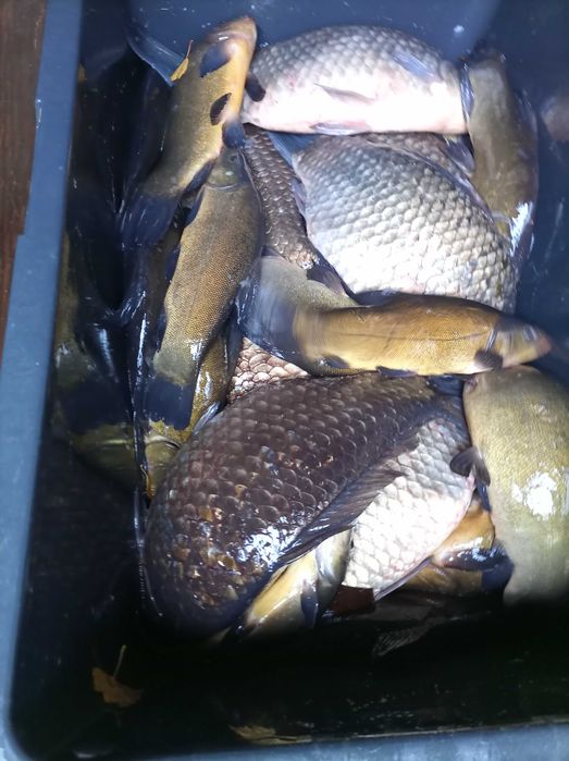Karp 1,5-3 kg hodowany na zbożu , tołpyga lin karaś sandacz szczupak