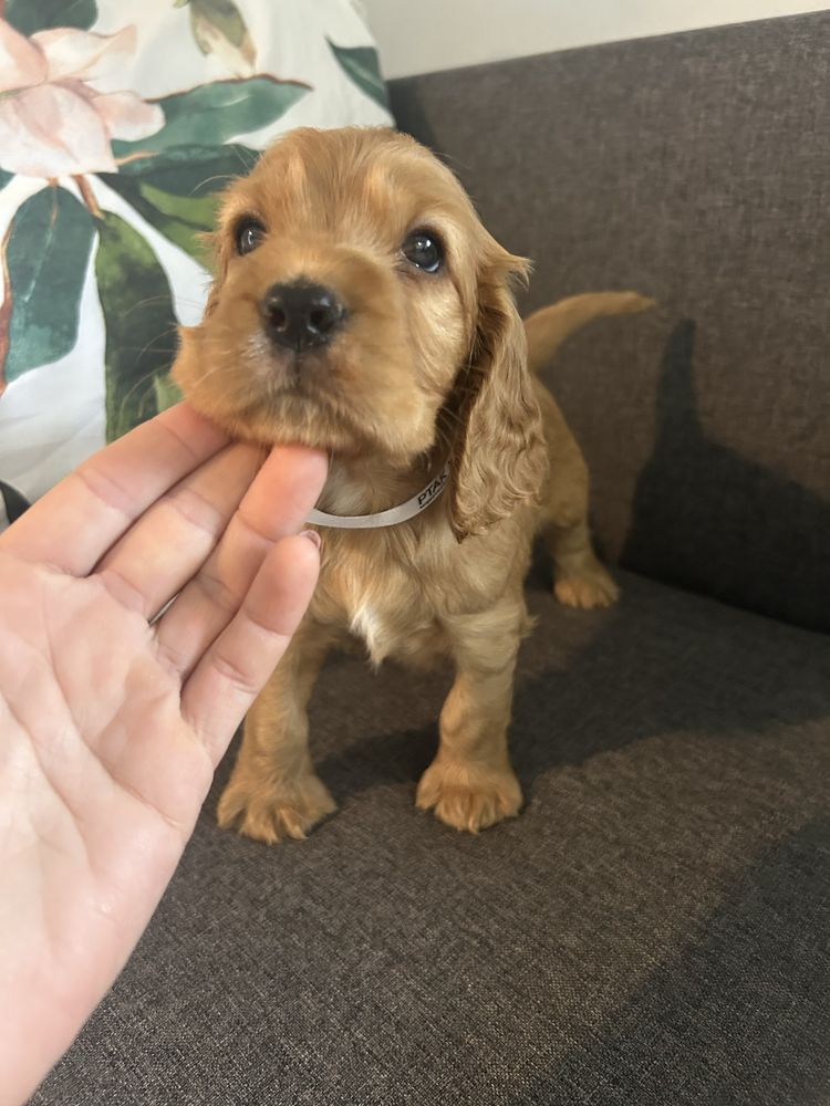 Cocker spaniel angielski