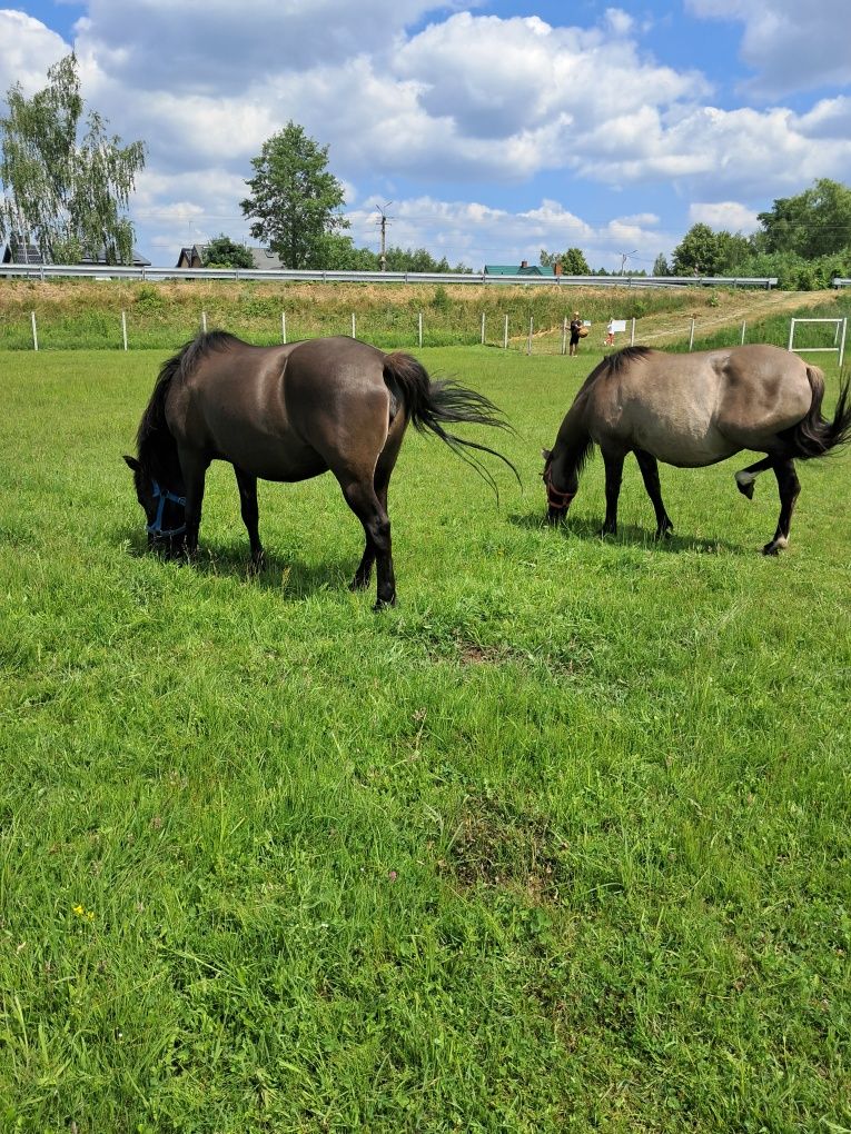 Sprzedam konie ,klacze huculskie