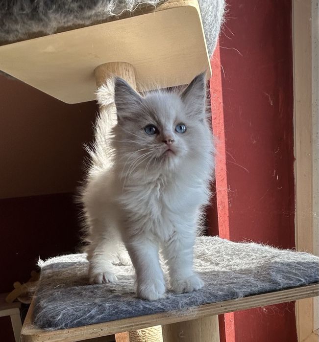 Ragdoll kotek Wafel kocurek