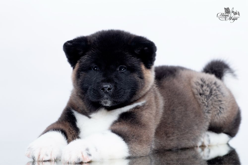 Американскька акіта/ американская акита / american akita