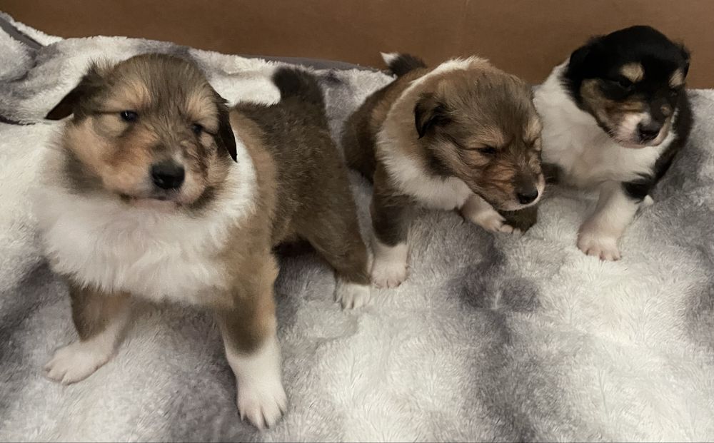Szczeniak Owczarek Szkocki Długowłosy Collie