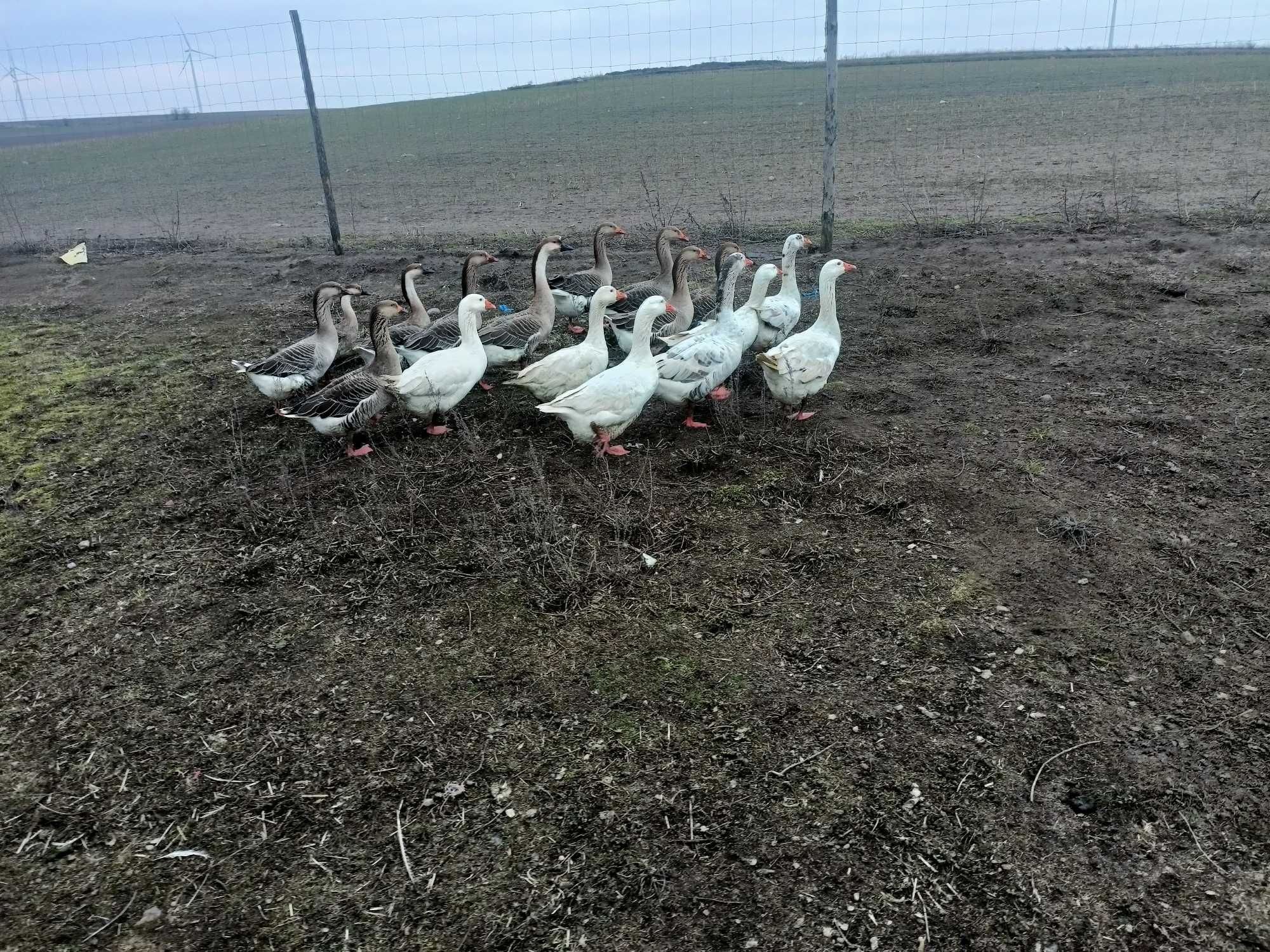 indyki, gęsi białe, gęsi kubańskie,