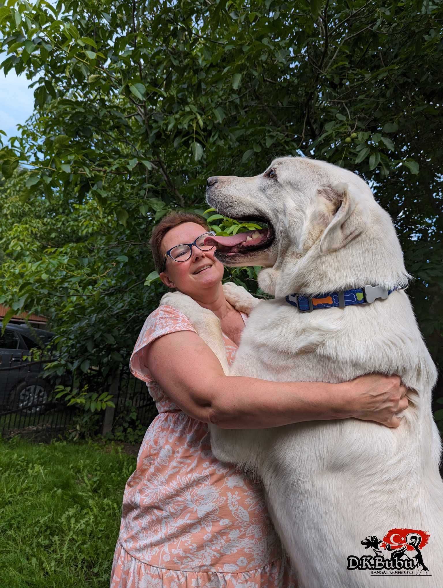 Akbash Kangal Tureckie Psy Pasterskie.