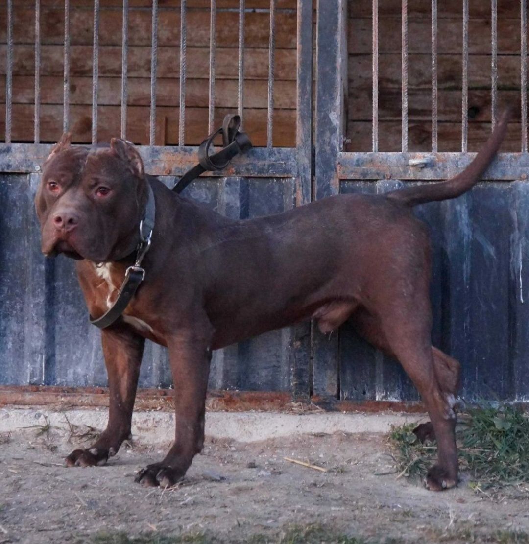 Reproduktor  PitBull Red Nose Pit Bull