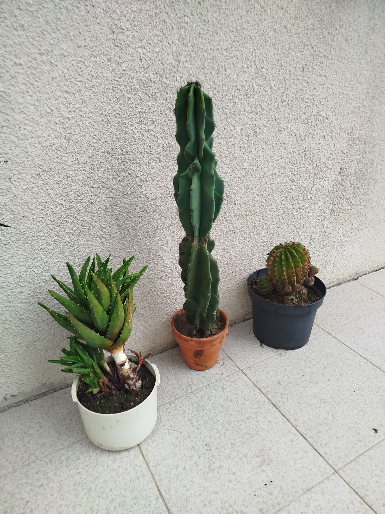 Variedade de plantas