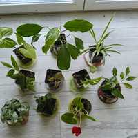 Zestaw 10 roślin na parapet
