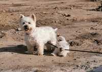 West highland white terrier