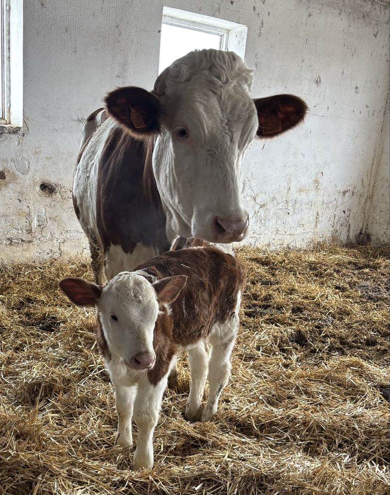 Jałówki cielne krowy mleczne Simental SM SIM Simmental
